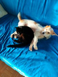 Romeo (Katze) &amp; Meli (Hund)